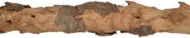 aaa TUN cypřiš.JPG